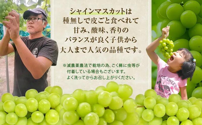 ぶどう 2026年 先行予約 シャインマスカット 約1kg 2房  岡山県産 シャインマスカット