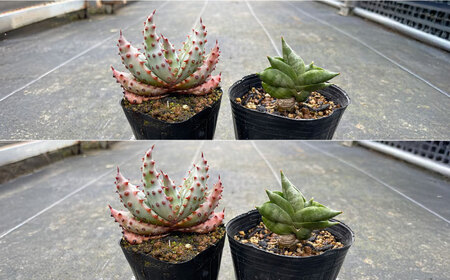 サンセベリア ボンセレンシスドワーフ ＆ アロエ マルロシー 各1株 sansevieria boncellensis dwarf ＆ Gymnocalycium mihanovichii長与町/アグ