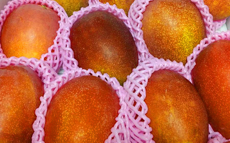 大宜味村産 アーウィン種マンゴー　家庭用3キロ（青ぎりシークワーサー500ｇ付き） フルーツ 果物 くだもの 果実 沖縄 大宜味村 食べ物 国産 シークワーサー 九州産 産地直送 家庭用 まんごー ト