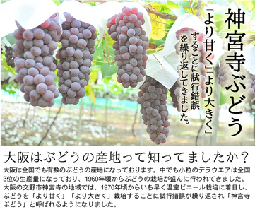 [先行予約] 神宮寺ぶどう (デラウエア) 1kg｜ブドウ 葡萄 くだもの 果物 フルーツ [0219]