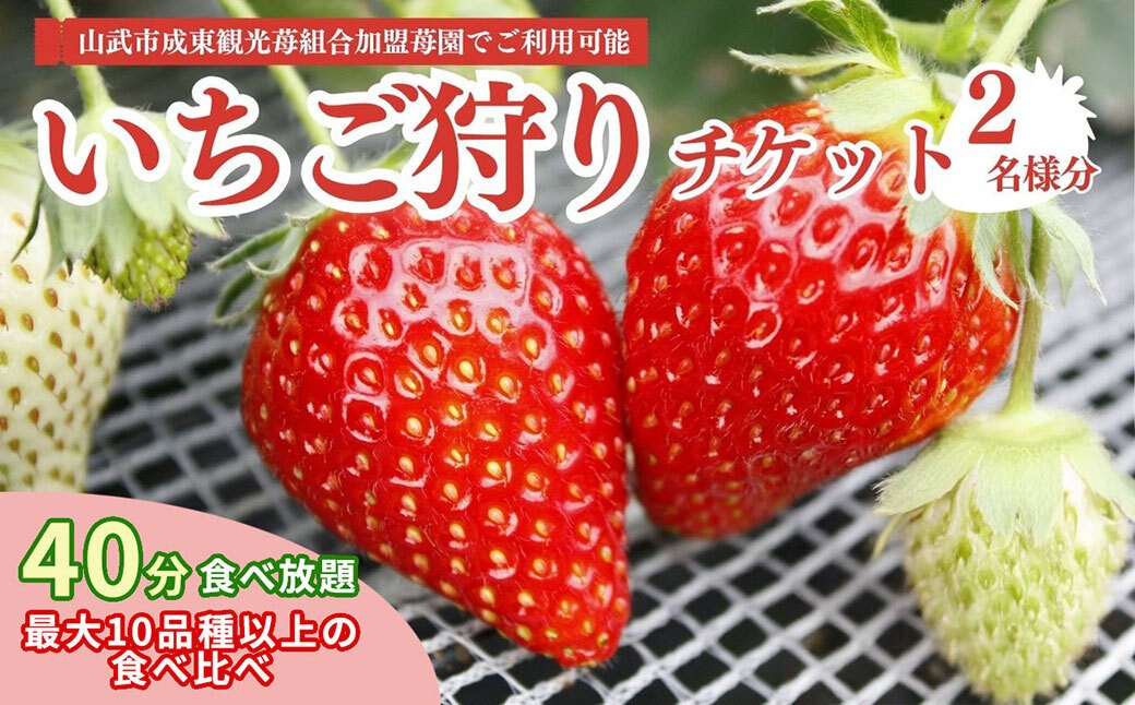 
            【先行予約】【12月上旬から発送】いちご狩りチケット（2名様分） いちご イチゴ 苺 イチゴ狩り いちご狩り体験 チケット 利用券 千葉県 山武市 SMQ001
          