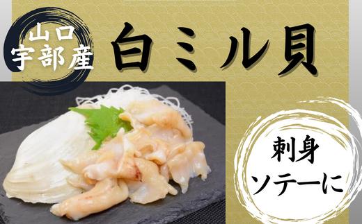 山口 宇部産 新鮮 白ミル貝 約500g【山口 宇部産 新鮮 白ミル貝 山口県 宇部市 鍋 新鮮 鮮魚 貝 魚介 シーフード 刺身 ソテー 揚げる 煮る おかず 産地直送 白 ミル貝 調理方法 美味しい】