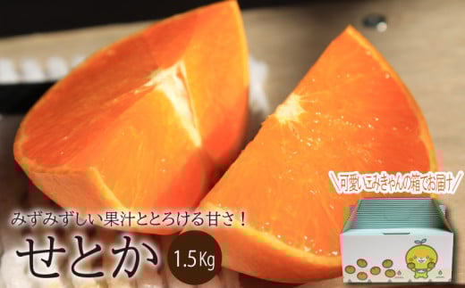 【先行予約】【2026年2月中旬～4月上旬頃発送】 せとか 1.5kg（M～3L）｜ 先行予約 せとか セトカ ｾﾄｶ せとか 柑橘 せとか 取り寄せ せとか 甘いみかん せとか ギフト 高級みかん 高級柑橘 せとか 愛媛県産 せとか  ミカン みかん ミカン mikan 蜜柑 柑橘 フルーツ 果物 くだもの お取り寄せ 産地直送 数量限定 人気 おすすめ 送料無料 贈答 愛媛県 松山市