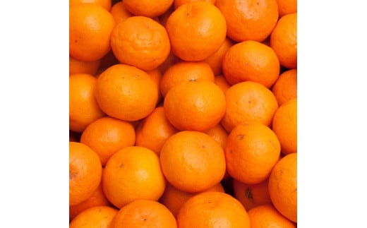 【先行予約】家庭用 有田みかん サイズ混合(2S～2L) 1kg+250g  ※11月より発送(完熟)【わけあり・訳あり】【光センサー選果】※北海道・沖縄・離島配送不可 / みかん ミカン 和歌山 柑