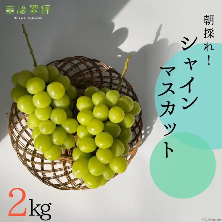 【2025年発送】シャインマスカット NS-1001 韮崎翠緑セレクト 約2kg [韮崎翠緑 山梨県 韮崎市 20742826] ぶどう ブドウ 葡萄 マスカット 種なし 果物 フルーツ 山梨県産 産地直送 期間限定 季節限定 冷蔵
