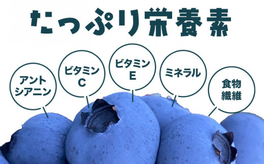 生ブルーベリー 約500g サンベリーむらおか 《2024年7月下旬～8月上旬頃出荷》北海道 名寄市 ブルーベリージャム フルーツ 果物 くだもの ケーキ 作り お菓子 スイーツ 贈り物 贈答用 内祝