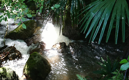 【令和7年産】嶺南ファームの定期便「夢ごこち」 5kg×6ヶ月　[0120-0013]