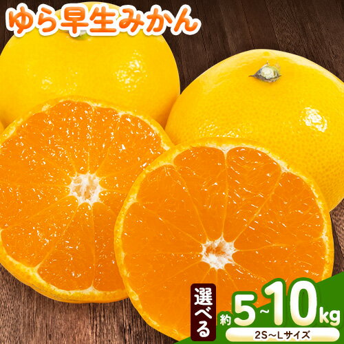 【ふるさと納税】＜先行予約＞ゆら 早生 みかん 選べる 内容量 約 5kg (2S〜Lサイズ) 約 10kg (2S〜Lサイズ) どの坂果樹園《2025年10月中旬-12月上旬頃出荷予定》 和歌山県 日高町 みかん ゆら早生 旬 柑橘 フルーツ 果物 ミカン 蜜柑 2025年出荷先行予約