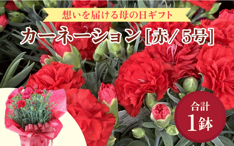 
            【40セット限定 先行予約】カーネーション 赤 5号 鉢植え 生花 ＜数量限定！想いを届ける母の日ギフト＞ ※2025年5月10日までにお届け [aw062-a003]
          