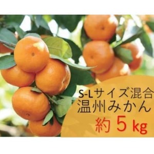 先行予約【2025年12月発送】温州みかん　約5kg　S-Lサイズ混合　まつもと農園和歌山県産みかん【1489599】