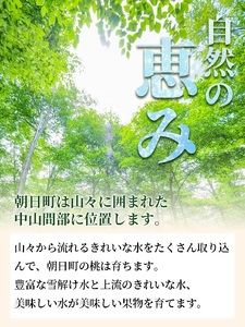 ＜先行予約＞ 白桃 秀品 3kg 9～12玉程度 【8月上旬～9月上旬発送】 山形県 朝日町産 フルーツ 山形産 桃 もも モモ ピーチ 果物 夏