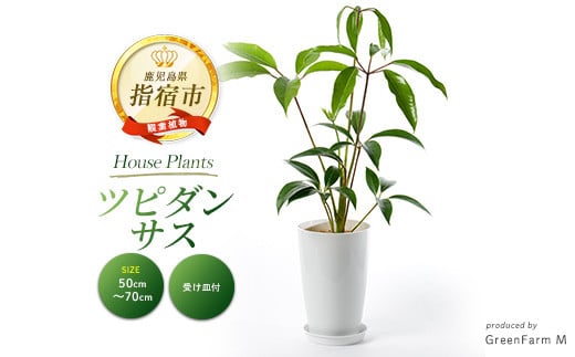
            2025年3月上旬～発送【観葉植物】ツピダンサス50cm～70cm(Green Farm M/016-1434) 観葉植物 植物 鉢付 インテリア 室内 オフィス おしゃれ プレゼント ギフト 開店祝い 移転祝い マイナスイオン【配送不可地域：北海道・沖縄県・離島】
          