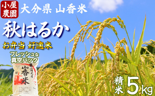 【令和7年産】小屋農園の米 5kg 真空パック（精米：秋はるか） 2025年産 ＜159-019＞