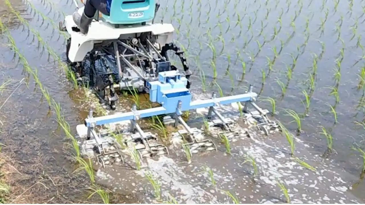 栽培期間中農薬・肥料不使用で作った朝日米 玄米20kg 粟屋農場 山口県 防府市 H17 玄米 朝日米 20kg 栽培期間中農薬不使用 肥料不使用 無農薬 自然栽培 在来種 希少米 佐波川