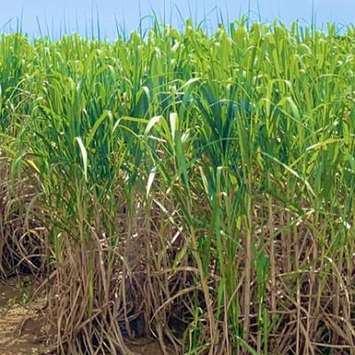 ふるさと納税 中城村 沖縄のさとうきび由来「シュガーケイソ」2本セット(30ml×2) |  | 02