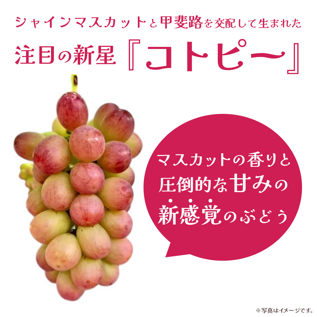 コトピー 2.5kg 【2026年8月下旬発送開始 】 (茨城県共通返礼品：大子町) コトピー ぶどう ブドウ 葡萄 皮ごと 赤い シャインマスカット 新品種 フルーツ 旬果