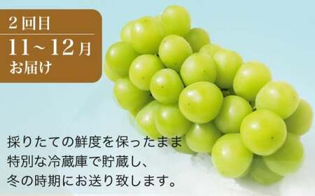 秋と冬のシャインマスカット2回定期便 約1kg × 2回 合計 約2kg ［小布施屋］ フルーツ ぶどう 果物 くだもの 葡萄 ブドウ 長野県産 信州産 クール便 冷蔵便 数量限定 先行予約 送料無料