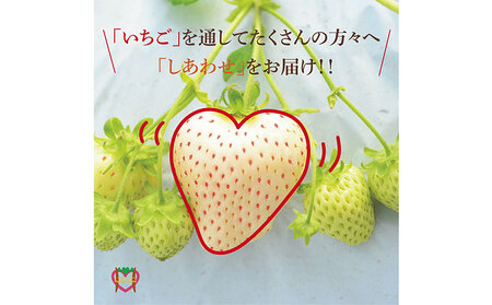 贈答用 白いちご～月のしずく～PREMIUM SIZE　いちご