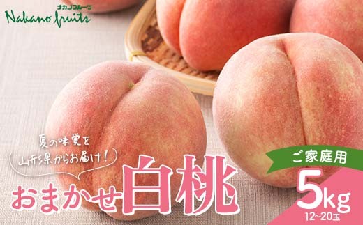 ≪2026年先行予約≫【仲野観光果樹園】ご家庭用 山形県産 おまかせ 白桃 5kg(12～20玉) 2026年8月上旬から順次発送 F2Y-6116