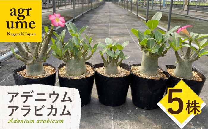 
            Adenium arabicum アデニウム アラビカム 5株 長与町/アグリューム [EAI160]
          