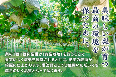 【2026年先行予約】青柳果樹園の和梨 秋月 2kg（3～5玉）《9月中旬～順次出荷》 果物 あきづき 加茂市 青柳果樹園