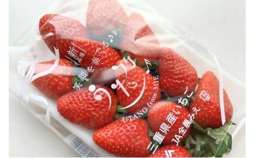 三重県オリジナルいちご新品種　希少な「うた乃」　500ｇ（250ｇ×2）　YMS-01　いちご　イチゴ　苺　希少　品種　酸味　少ない　甘さ　強い_イメージ4