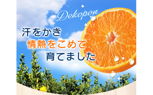【数量限定】ちょこっと訳あり 不知火デコポン 約7kg【ご家庭用】※2026年2月中旬～4月中旬に発送予定（お届け日指定不可）/ 不知火 デコポン 柑橘 みかん 果物 くだもの フルーツ みかん 有田