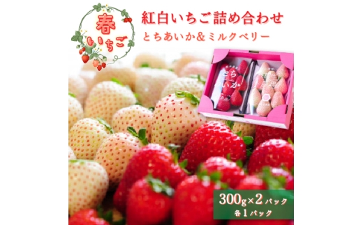 ＜春いちご＞紅白いちご(とちあいか、ミルキーベリー)詰め合わせ(300g×1パックずつ)【1589318】