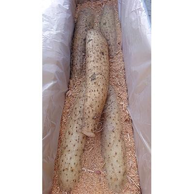 ふるさと納税 訓子府町 佐藤農場の長芋＜5kg＞ |  | 01