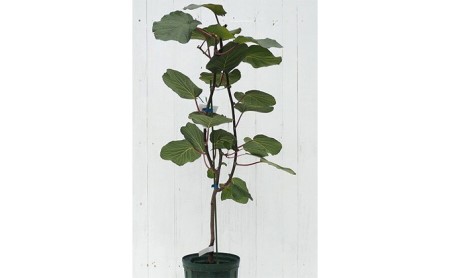 【 先行予約 : 2024年10月中旬発送予定 】種なし レモン 苗木 シードレス あや 苗 植物 家庭菜園 栽培 果物 オンライン決済限定  ( 花 生花 鉢植え ｲﾝﾃﾘｱ 花 生花 鉢植え ｲﾝ