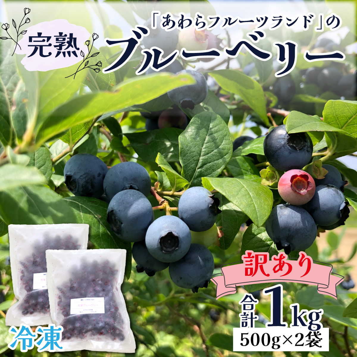 【訳あり】【冷凍】あわらフルーツランドのブルーベリー たっぷり 1kg 便利な500g×2袋 【完熟】 / フルーツ 果物 くだもの 冷凍 1kg 小分け 完熟 ご当地 国産 おすすめ