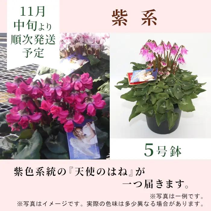 〈予約品〉紫系 希少 天使のはね シクラメン ５号鉢 天使のはね 農林水産大臣賞受賞歴あり 花 紫 プレゼント 贈り物 鉢花 鉢 ガーデン ガーデニング 愛知県産 クリスマス 高品質 高評価 珍しい 