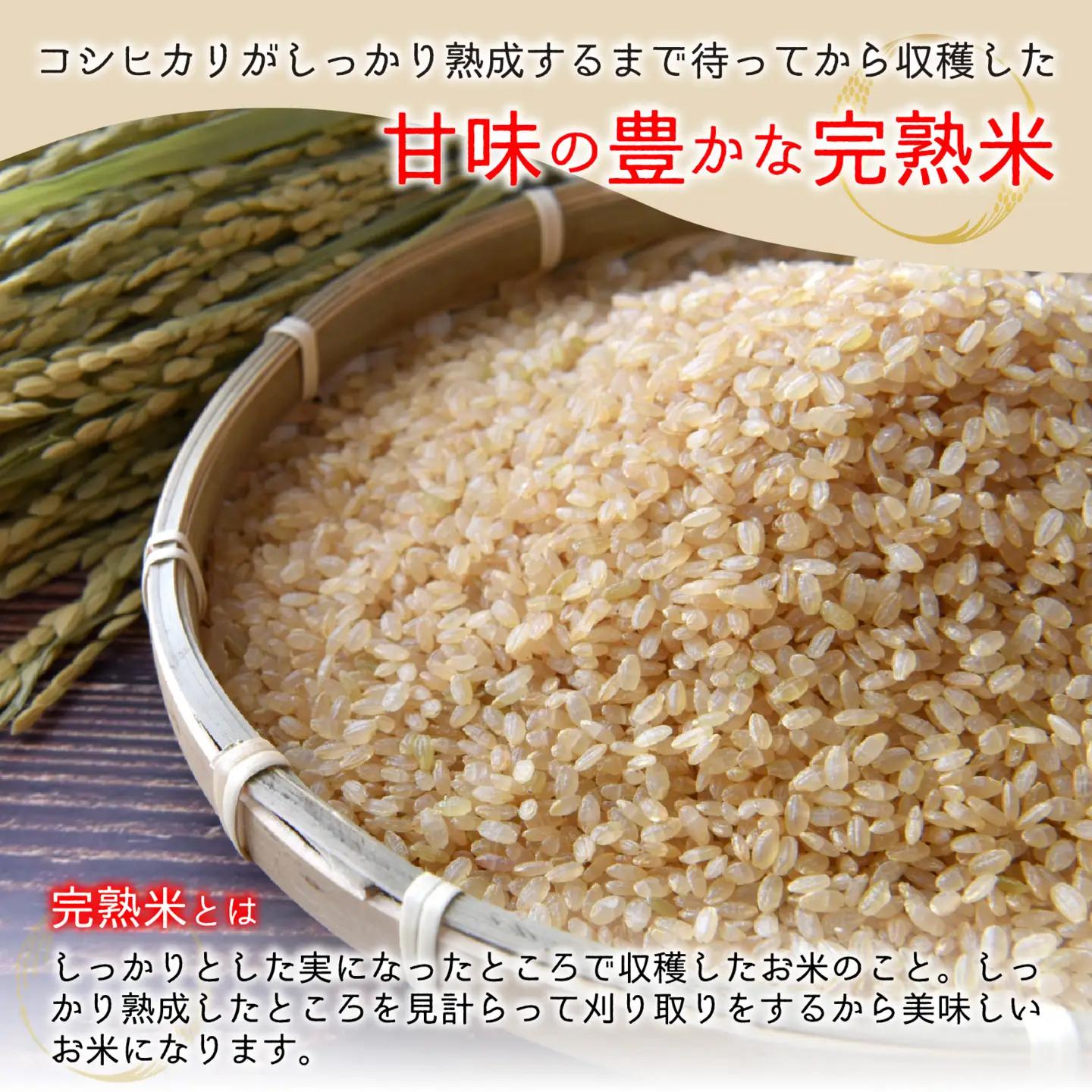 【先行予約】【令和8年産 新米】【12ヶ月定期便】くらもち完熟米 コシヒカリ 玄米 10kg（5kg×2袋）×12回　計120kg