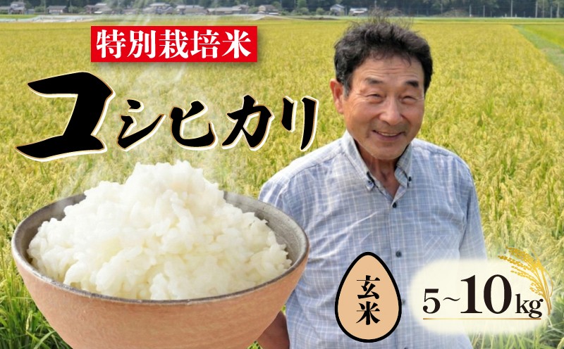 
                  【玄米】特別栽培米 コシヒカリ 選べる 容量 5kg 10kg 新潟 米 玄米 翌月配送 農家 直送 新潟県 こめ ご飯 ごはん おいしい こしひかり 産地直送 新発田 新発田産 新潟産 朝食 昼食 夕飯 炊きたて ファームサクセス success005P
                