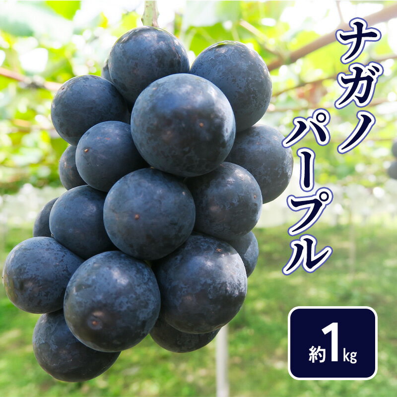 【ふるさと納税】【2026年9月～発送】ナガノパープル約1kg フルーツ 長野県　お届け：2026年9月中旬～10月下旬