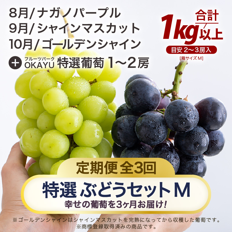 【先行予約】＜全3回定期便＞特選 ぶどうセットM（8月・9月・10月）1kg以上（各月2～3房）／ 葡萄 ナガノパープル シャインマスカット ゴールデン シャイン 品種 おまかせ あわら 農家おすすめ ※2025年8月より順次発送