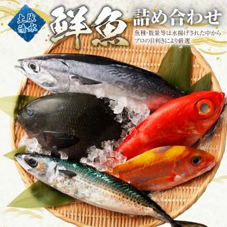 【3回定期便】季節の鮮魚 おまかせお楽しみセット（ゴールドコース）天然魚 食べ比べ 魚介類 海鮮料理【J00047】