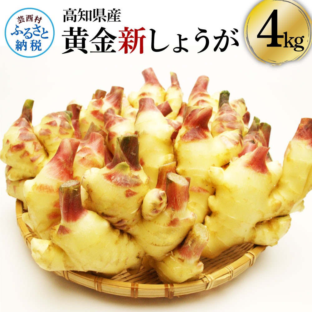 
高知県産ハウス黄金新しょうが4kg - しょうが ショウガ 生姜 坂田信夫商店 新生姜 新鮮 黄金しょうが 高知 国産 生姜焼き しょうが湯 ふるさとのうぜい 故郷納税 16000円 返礼品
