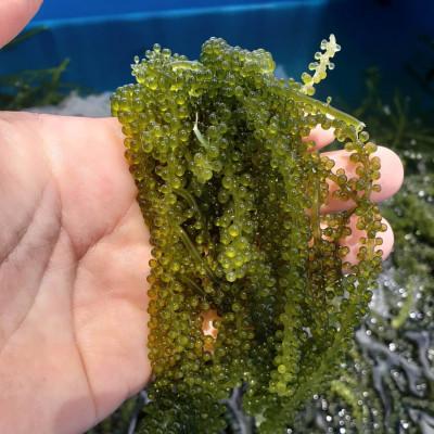 ふるさと納税 本部町 本部町の海ぶどう直売所直送!ビールや泡盛のお供にピッタリな海ぶどう1kg |  | 01