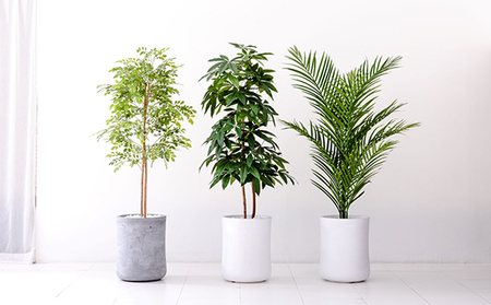 次世代型インテリアグリーン　DiamondPlants　Grande【リビング 寝室】 ナノダイヤモンド 触媒 コーティングして 抗菌 抗ウィルス 消臭 防カビ 抗酸化作用 植物  トネリコ・ホワイト