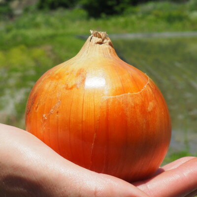 【ふるさと納税】《約5.5kg》藤原農園の泉州たまねぎ　なにわの伝統野菜　サイズ混合【1635902】