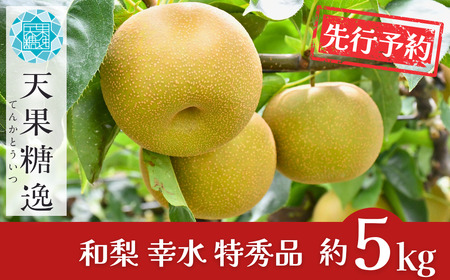 先行予約 和梨 幸水 特秀品 約5kg 糖度13度以上を厳選 令和8年度 新潟県産 天果糖逸 JAえちご中越