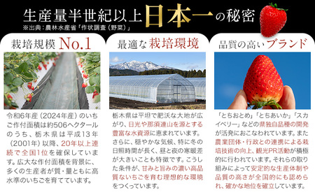 栃木いちごとちあいか2パック《1月中旬-5月末頃出荷》【配送不可地域】沖縄・離島