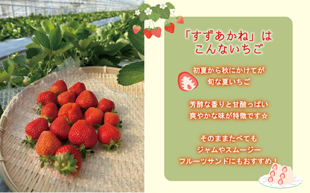 ＜すずあかね 2パックセット＞宮田農園こだわりの夏いちご！ 北海道 夏いちご すずあかね 甘酸っぱい