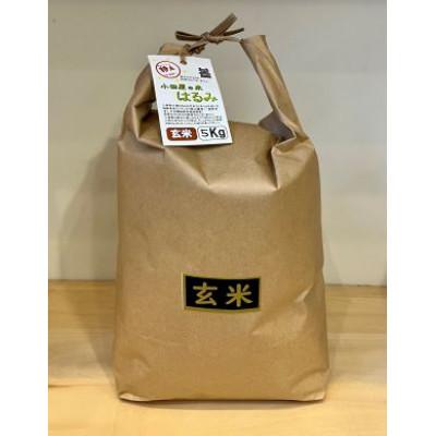 ふるさと納税 小田原市 令和7年産 小田原の米「はるみ」玄米 10kg(5kg×2袋)