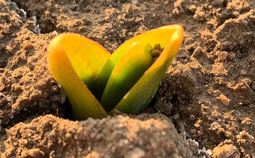 厳しい冬、土の中で寒さに耐え栄養を蓄え根を伸ばし、春にやっと芽を出し、一気に成長する珍しい品種のにんにくです。