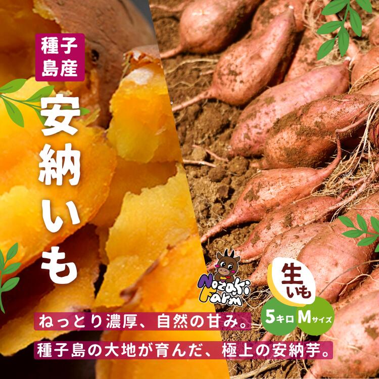 【ふるさと納税】新物 先行予約 種子島 野崎ファーム 安納いも（紅） M サイズ 5kg ふるさと納税 さつまいも 生芋 ふるさと納税 焼き芋 ホクホク ねっとり 蜜が出るほど 甘い 安納芋 芋 ふるさと 人気 ランキング