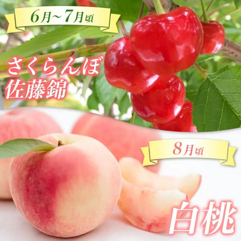 【定期便4回】☆んま～い山形☆5種フルーツ！4回楽しむ！定期便B(さくらんぼ佐藤錦／白桃／シャインマスカット／ラ・フランス／サンふじりんご) FY25-476