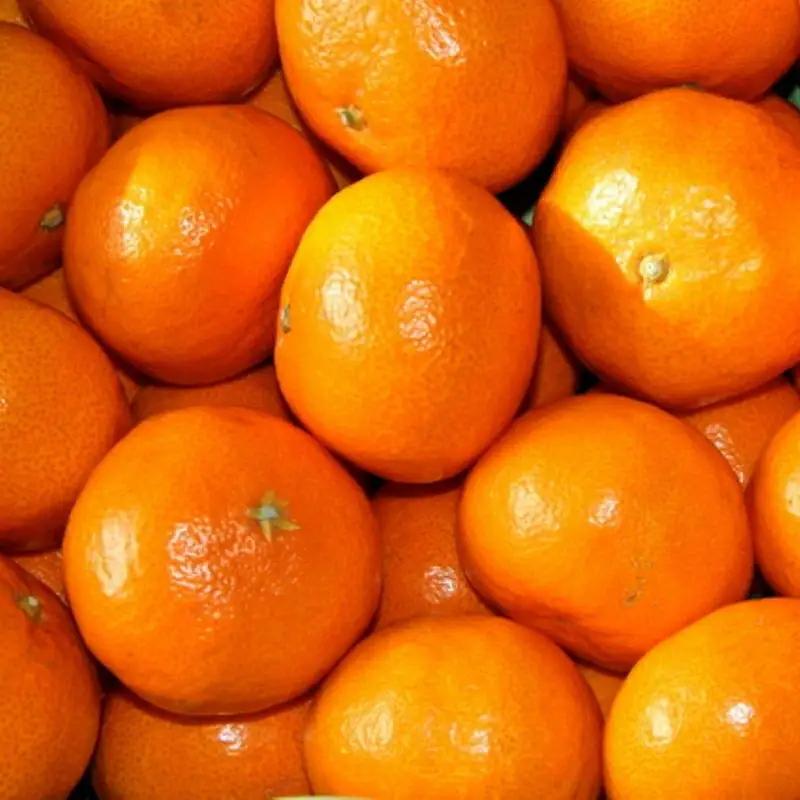 [秀品]和歌山有田みかん約5kg（S～Lサイズ混合）【TM95】【2026年11月中旬～2027年1月中旬頃順次発送】【TM92244-tecj1025A】