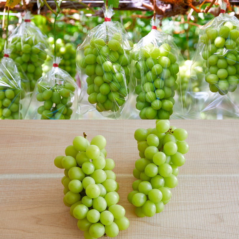 【定期便2回】山形果物 たっぷりシャインマスカットとどっさりラフランスの定期便 【令和8年産先行予約】FS24-767